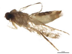 Image of Cherry Blotch Miner