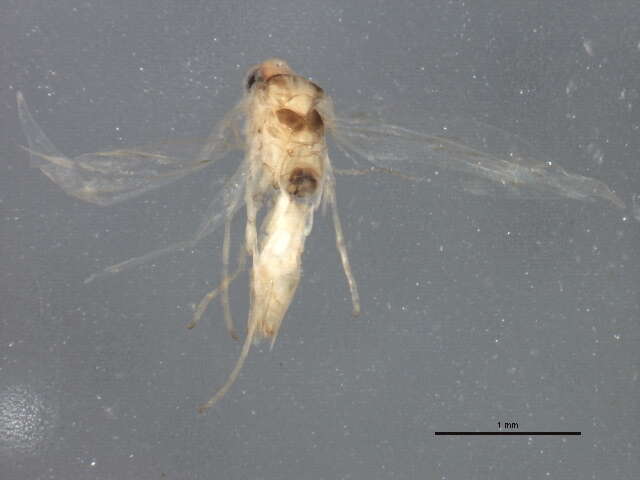 Image de Phyllonorycter clemensella (Chambers 1871)