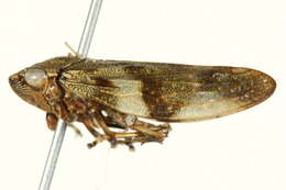 Imagem de Aphrophora quadrinotata Say 1830