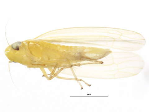 Empoasca (Empoasca) decipiens Paoli 1930 resmi