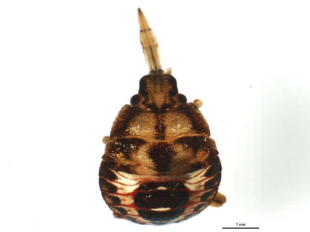 Image de <i>Podisus brevispinus</i> Phillips