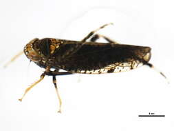 Image of Japanese Leafhopper