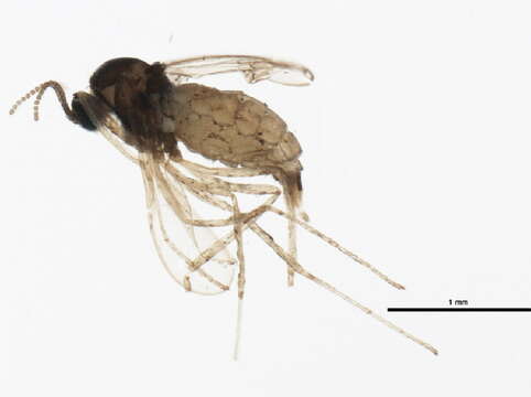 Image of Asteromyia carbonifera (Osten Sacken 1862)