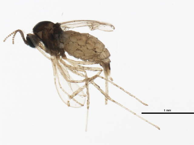 Image de Asteromyia carbonifera (Osten Sacken 1862)