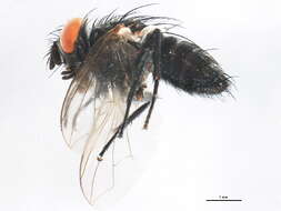 Image of Eucelatoria dimmocki (Aldrich 1932)
