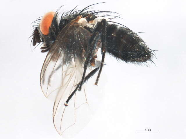 Image of Eucelatoria dimmocki (Aldrich 1932)