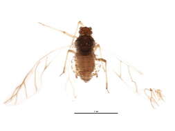 Image of Acuticauda