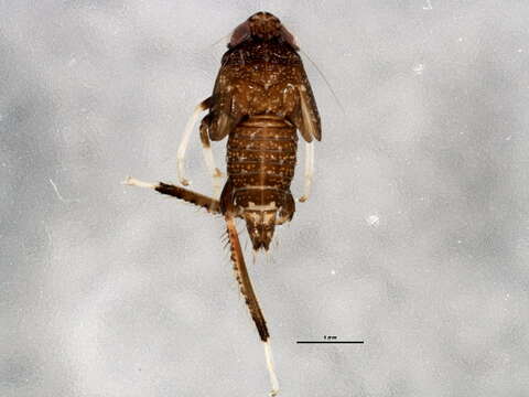 Image of Japanese Leafhopper