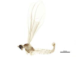 Image of Camptomyia heterobia Mamaev 1961