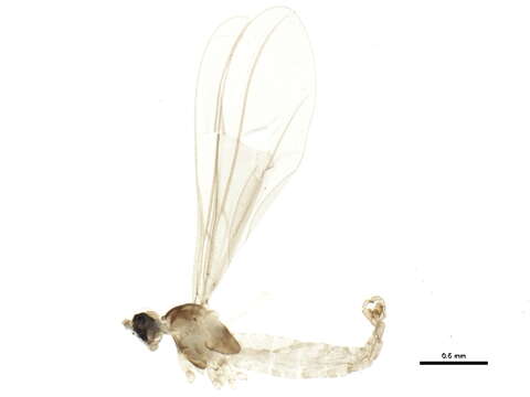 Image of Camptomyia heterobia Mamaev 1961