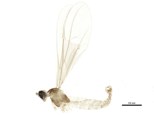 Image de Camptomyia heterobia Mamaev 1961