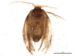 Image of Etainia ochrefasciella (Chambers 1873) Puplesis et al. 1996