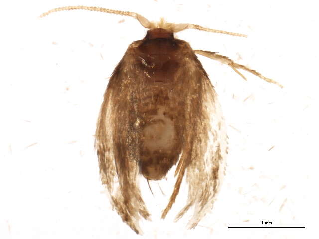 Image of Etainia ochrefasciella (Chambers 1873) Puplesis et al. 1996