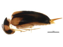 Image of Mordellistena ornata (Melsheimer 1845)