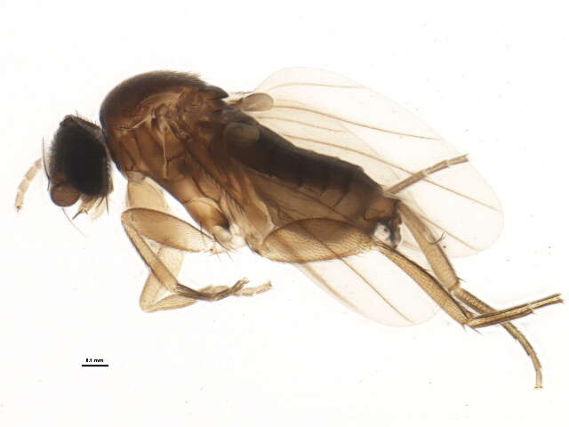 Image of Trucidophora