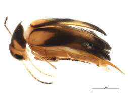 Image of Mordellistena ornata (Melsheimer 1845)