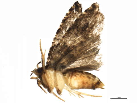 Image of Rhopobota finitimana Heinrich 1923