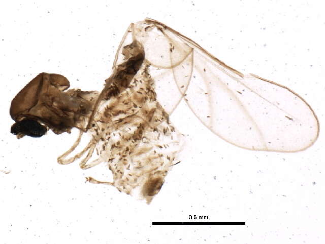 Image of Asteromyia modesta (Felt 1907)