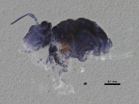 Image of Globular springtail