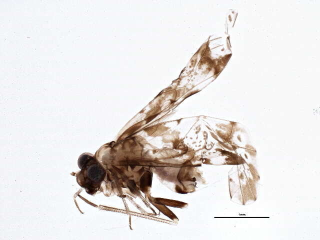 Image of Trichadenotecnum slossonae (Banks & N. 1903)
