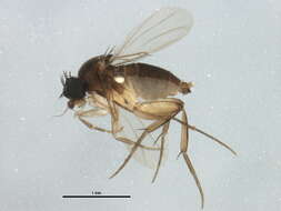 Image of Megaselia variana Schmitz 1926