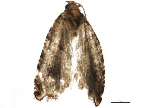 Image of Rhopobota finitimana Heinrich 1923