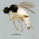Image of <i>Baeodromia pleuritica</i>