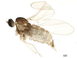 Image of Asteromyia modesta (Felt 1907)