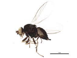 Image of Phytomyza erigerophila Hering 1927