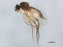 Image of Megaselia variana Schmitz 1926