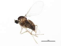 Image of Asteromyia modesta (Felt 1907)