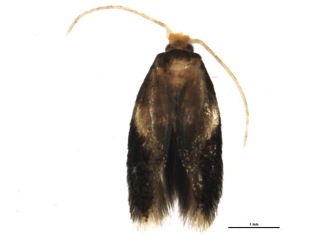 Image of Etainia ochrefasciella (Chambers 1873) Puplesis et al. 1996