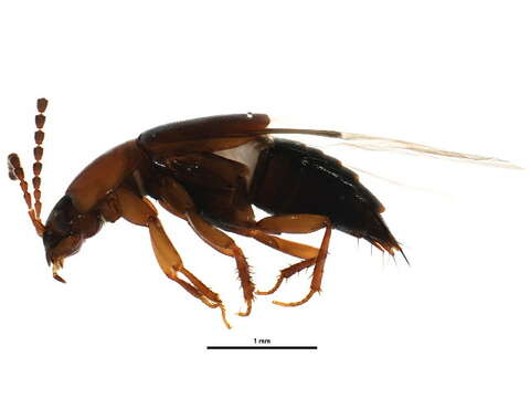 Image of Tachinus (Tachinus) corticinus Gravenhorst 1802