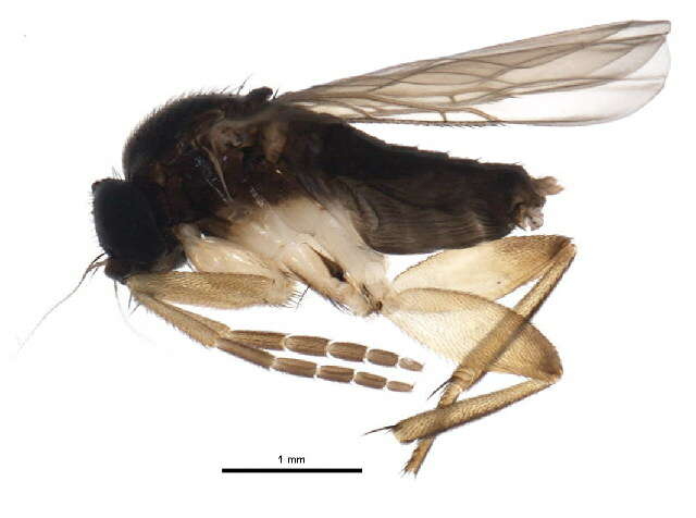 Imagem de Trophithauma rostratum (Melander & Brues 1903)