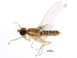 Image of Anthomyzinae