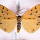 Image of <i>Setina alpestris</i>