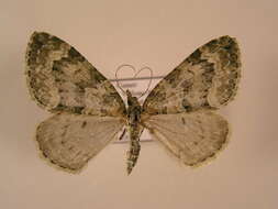 صورة Chloroclysta miata Linnaeus 1758