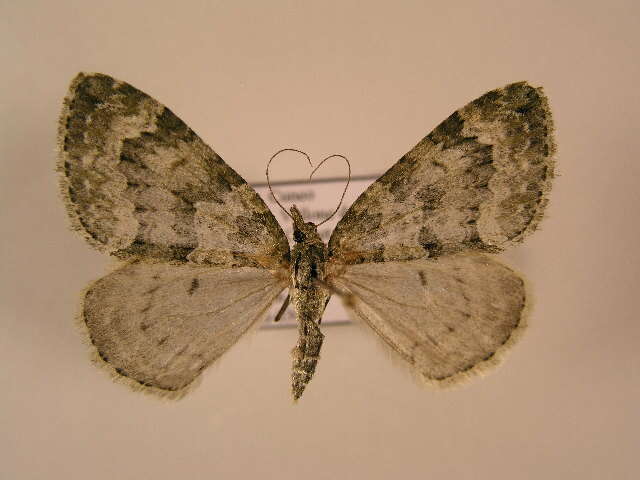 صورة Chloroclysta miata Linnaeus 1758