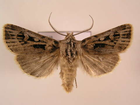 Image of Agrotis fatidica Hübner 1824