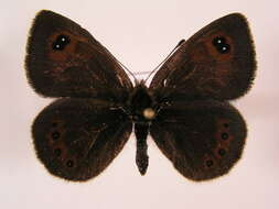 Image of Common Brassy Ringlet