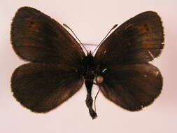 Image of Water Ringlet