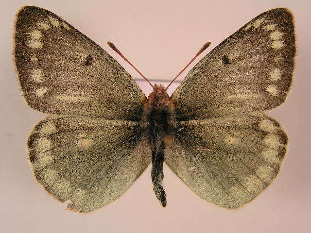 Image of Mountain Clouded Yellow