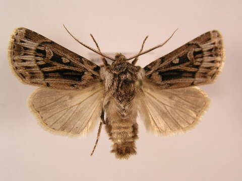 Image of Agrotis fatidica Hübner 1824