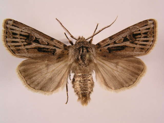 Image of Agrotis fatidica Hübner 1824