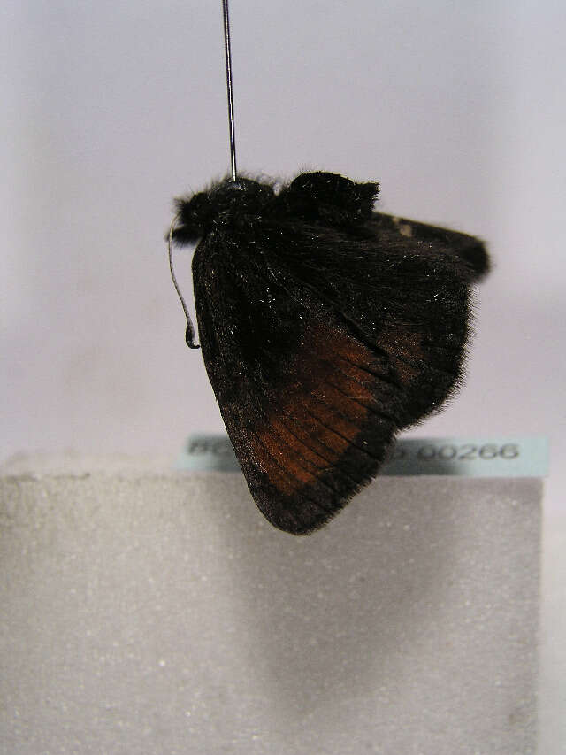 Image of Silky Ringlet