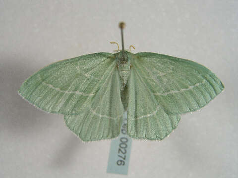 Image of small emerald moth