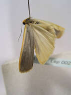 Image of scarce footman