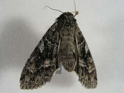 Image of Great Gray Dart; Great Brocade