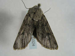 Image of Agrotis simplonia Geyer 1832