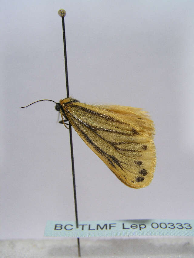 Imagem de Setina irrorella Linnaeus 1758